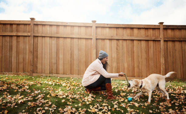 istock Dogs play to stay healthy and active 932182124