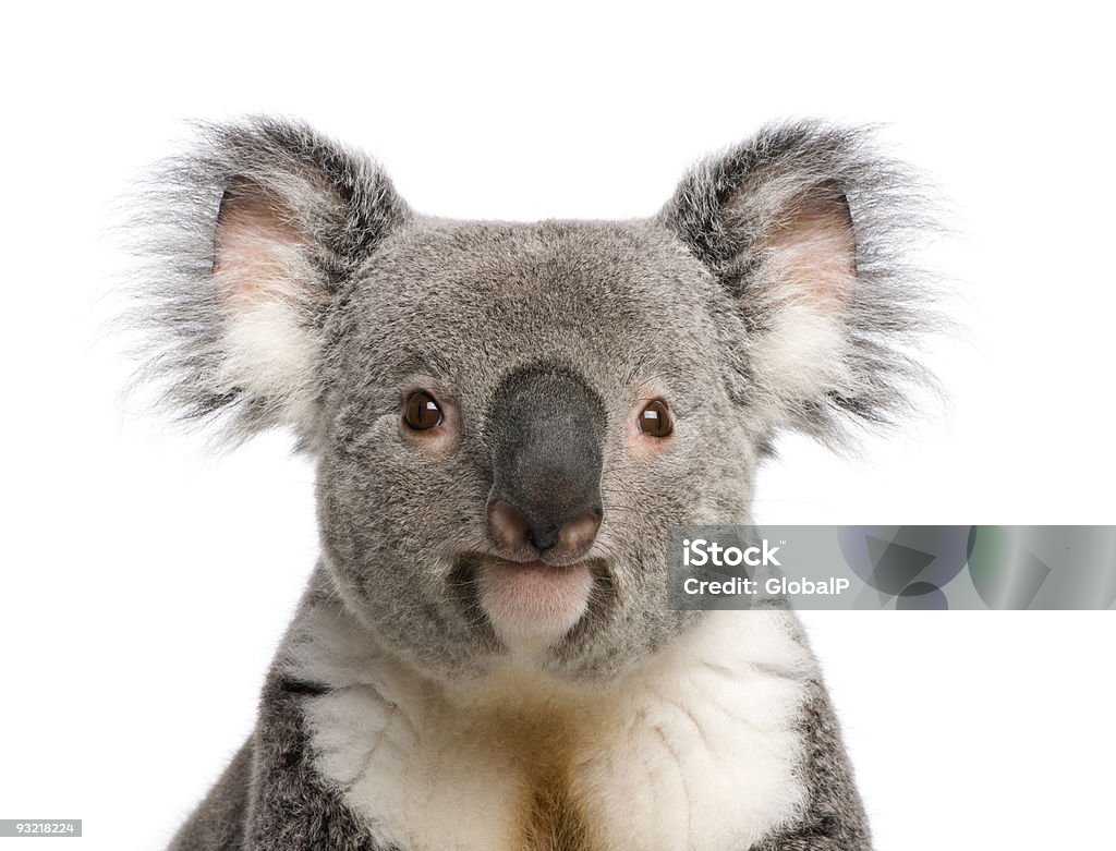 Porträt eines männlichen Koalabär vor weißem Hintergrund - Lizenzfrei Koala Stock-Foto