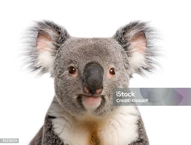 Porträt Eines Männlichen Koalabär Vor Weißem Hintergrund Stockfoto und mehr Bilder von Koala