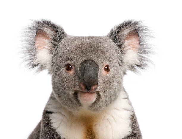retrato de un oso koala macho contra fondo blanco - fauna silvestre fotos fotografías e imágenes de stock