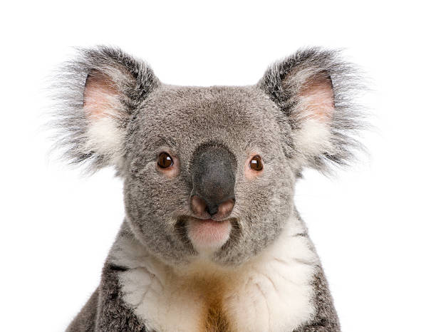 портрет мужчины коала медведь на белом фоне - koala стоковые фото и изображения