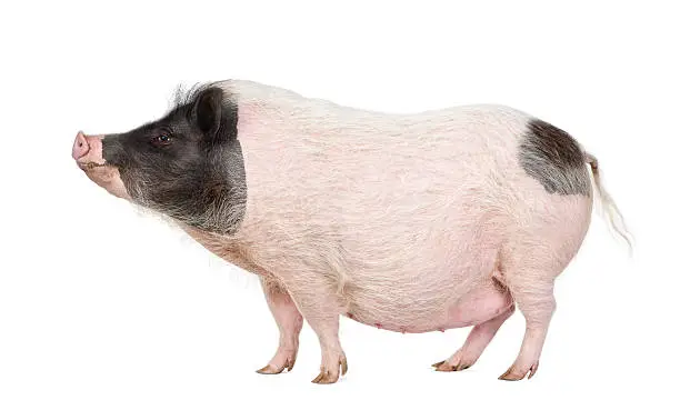 Photo of Side view of Gottingen minipig standing against white background,