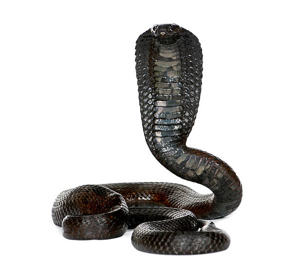 портрет египетская кобра, naja haje, против белый фон - cobra snake poisonous organism reptiles стоковые фото и изображения