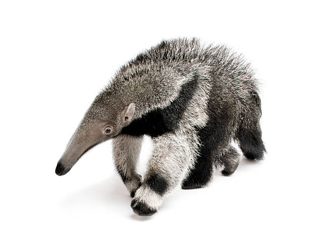 Young Giant Anteater walking in front of white background  Giant Anteater stock pictures, royalty-free photos & images
