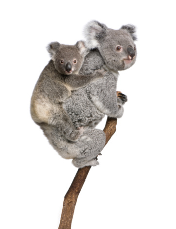 Koala bears climbing árbol en frente de fondo blanco photo
