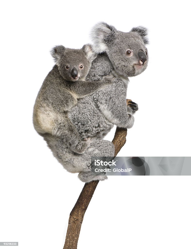 Two koala bears on a tree branch Koala bears climbing tree, 4 years old and 9 months old, Phascolarctos cinereus, in front of white background. Koala Stock Photo