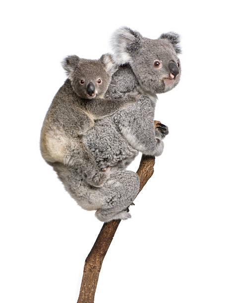 Two koala bears on a tree branch Koala bears climbing tree, 4 years old and 9 months old, Phascolarctos cinereus, in front of white background. koala stock pictures, royalty-free photos & images
