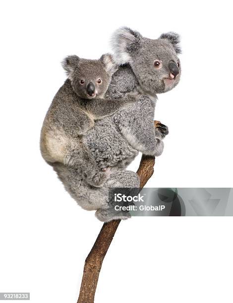 Two Koala Bears On A Tree Branch Stock Photo - Download Image Now - Koala, Cut Out, Tree