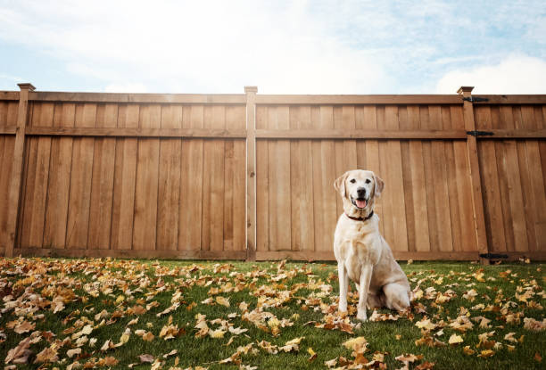 istock The cutest dog in town 932182398