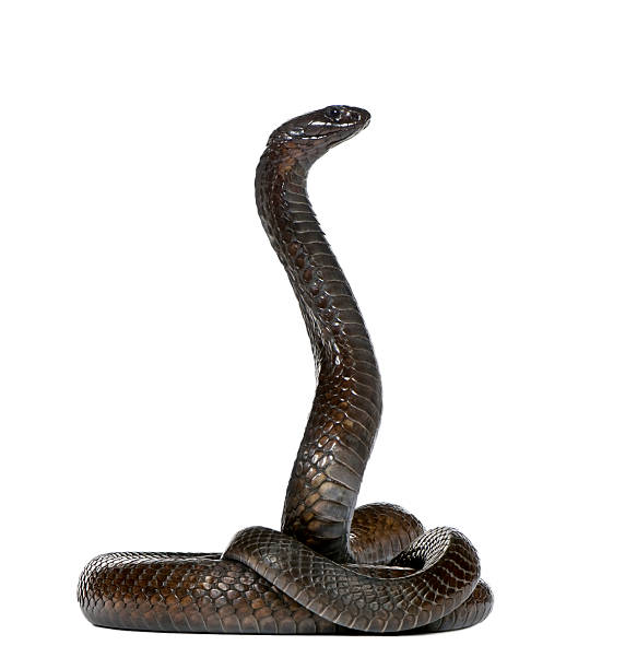 istock Side view of Egyptian cobra, against white background, studio shot 93218243