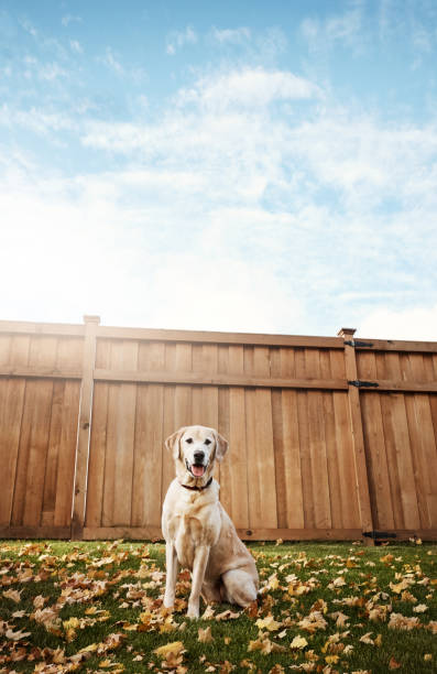istock Dogs can brighten any day 932182514