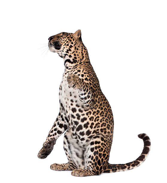 istock Portrait of leopard, Panthera pardus, sitting against white background 93218259