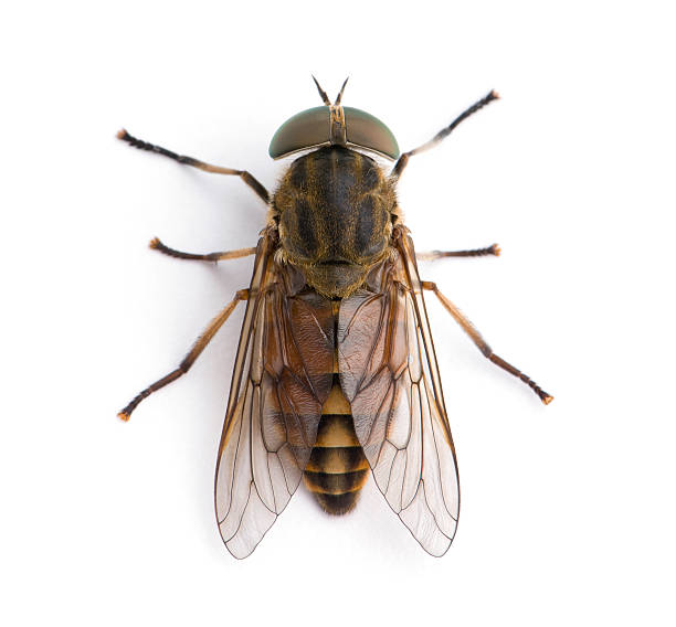 하이 앵글 페일 자이언트 horsefly (흰색 배경
