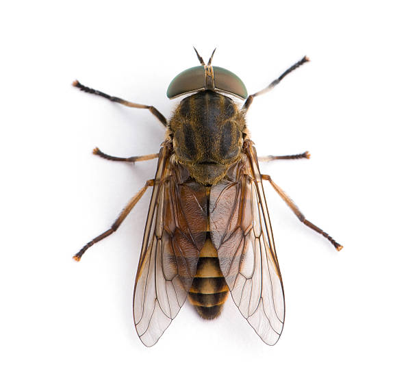 vista de ângulo elevado de pálida horsefly gigante, contra fundo branco - horse fly imagens e fotografias de stock