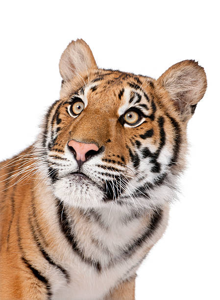 Close-up portrait of Bengal tiger against white background  tiger safari animals close up front view stock pictures, royalty-free photos & images