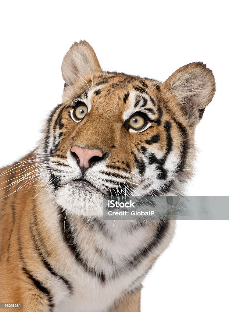 Zbliżenie-portret Tygrys bengalski na białym tle - Zbiór zdjęć royalty-free (Białe tło)