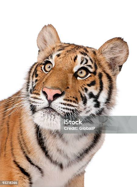 Zbliżenieportret Tygrys Bengalski Na Białym Tle - zdjęcia stockowe i więcej obrazów Białe tło - Białe tło, Tygrys, Młody tygrys