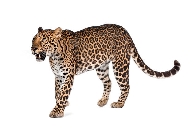 istock Leopard, Panthera pardus, walking against white background, studio shot 93218266
