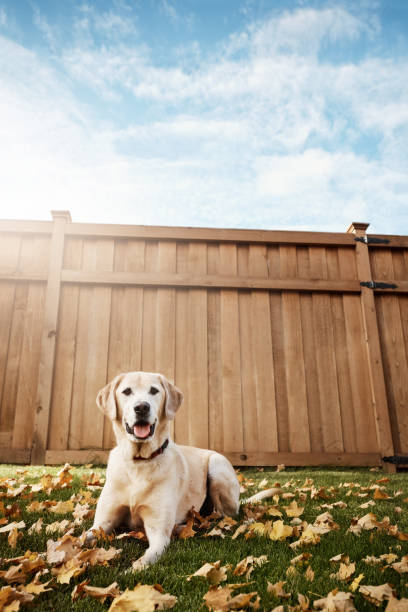 istock Come roll around in the autumn leaves with me 932182702