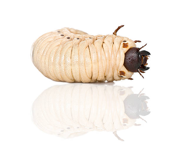 istock Larva of a Hercules beetle against white background 93218280