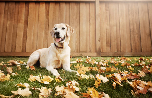 il va bientôt devenir votre ami poilu mieux - retriever du labrador photos et images de collection