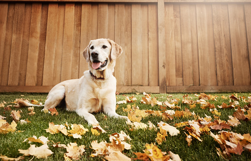 Shot of a cute labrador sitting amongst fallen leaves on the grass outdoors