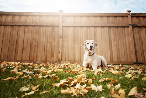 istock Just waiting for my treats for being a good boy 932182868