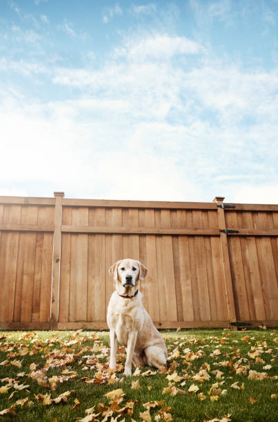 istock Life would be pretty dull without dogs 932182892