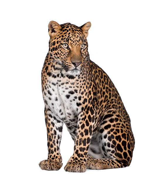 istock Portrait of leopard, sitting against white background 93218293