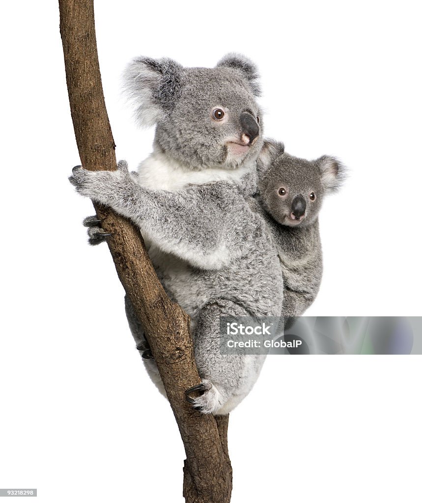 Koala bears climbing árbol en frente de fondo blanco - Foto de stock de Koala libre de derechos