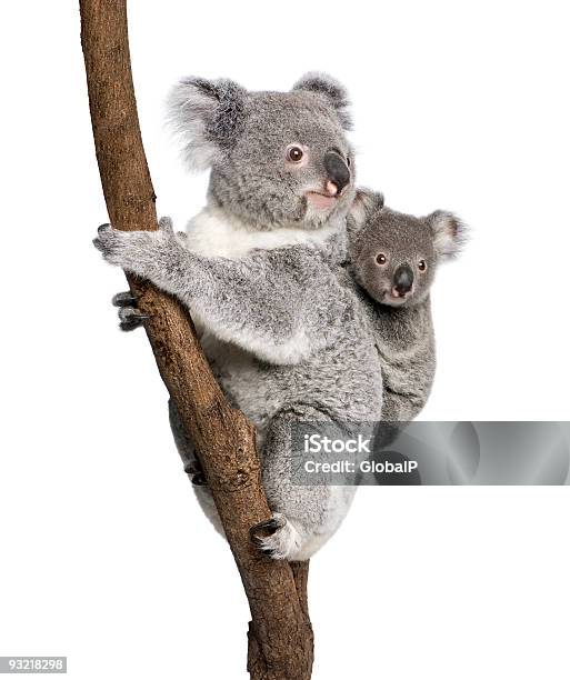 Koala Bears Climbing Árbol En Frente De Fondo Blanco Foto de stock y más banco de imágenes de Koala