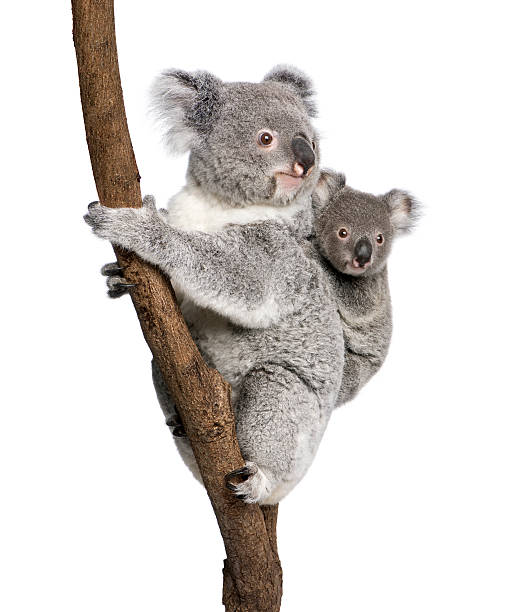 istock Koala bear with child climbing a branch 93218298