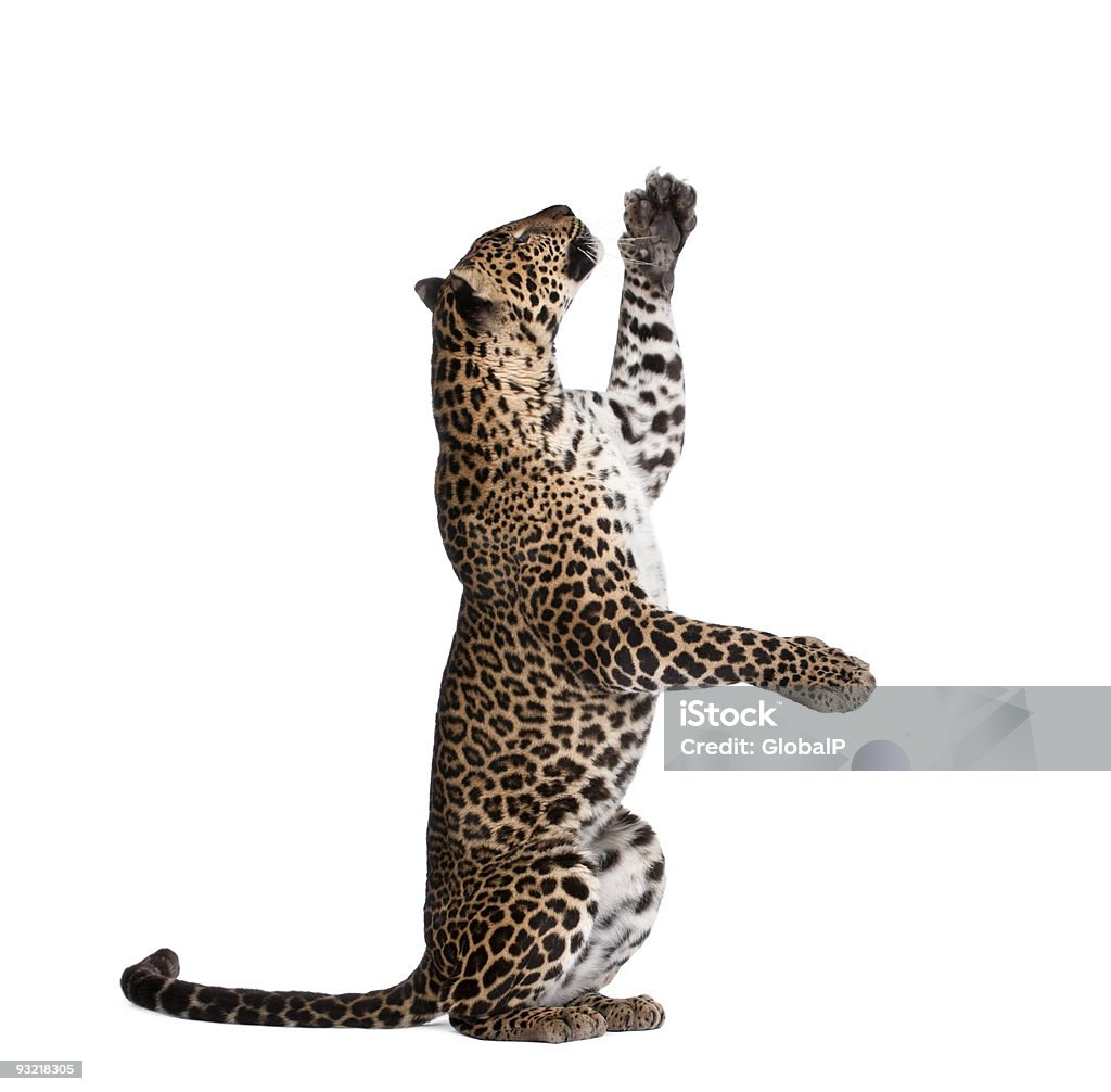 Leopardo, Panthera pardus, atingindo contra fundo branco, studio foto - Foto de stock de Leopardo royalty-free