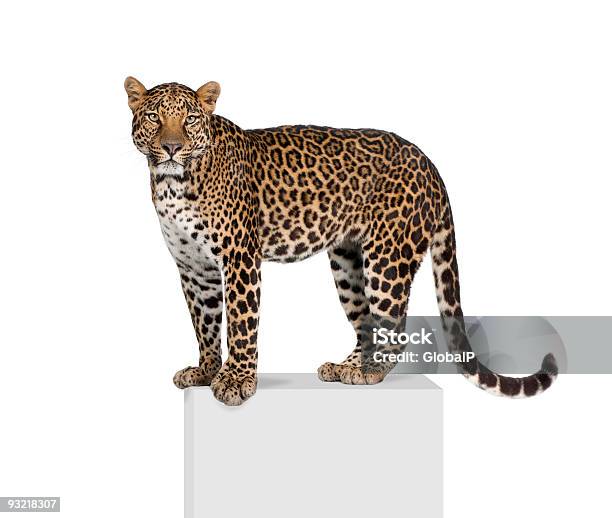 Porträt Von Leopard Panthera Pardus Auf Sockel Vor Weißem Hintergrund Stockfoto und mehr Bilder von Leopard