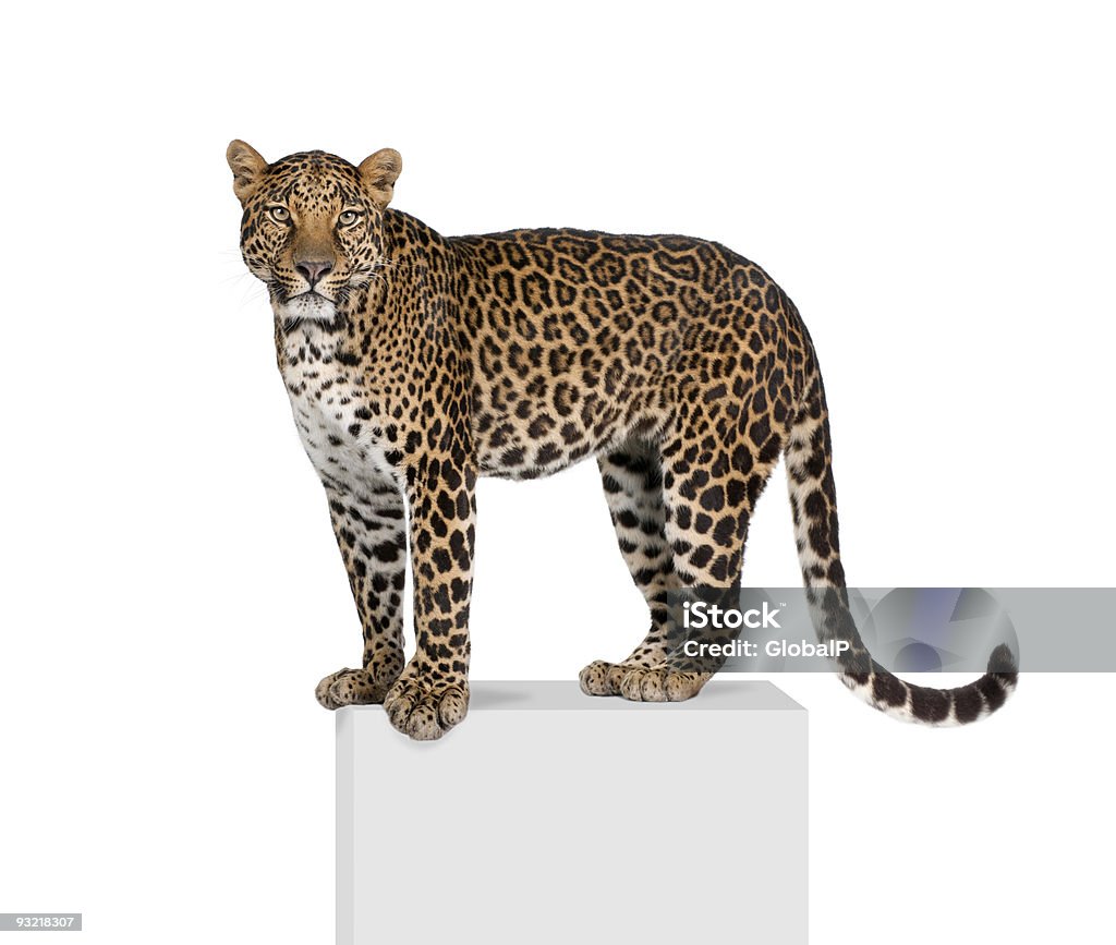 Retrato de leopardo, Panthera pardus, em pedestal contra fundo branco - Royalty-free Leopardo Foto de stock