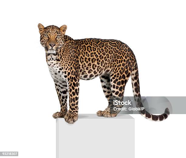 Retrato De Leopardo Panthera Pardus Em Pedestal Contra Fundo Branco - Fotografias de stock e mais imagens de Leopardo