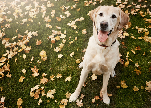 Shot of a cute labrador sitting amongst fallen leaves on the grass outdoors