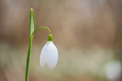 Spring snowdrop flowers blooming in sunny day - selective focus, copy space