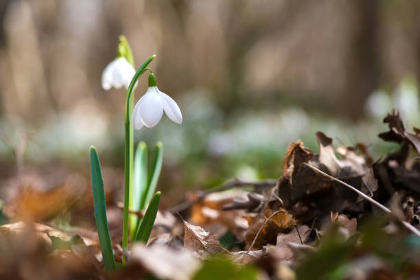 istock Spring snowdrop flowers blooming in sunny day 932184894