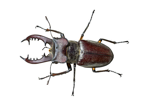 istock Male of Stag-beetle 93218565