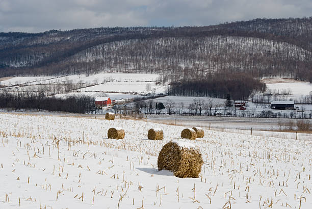 inverno paesaggio agricolo del campo di mais, l'agricoltura, in pennsylvania - corn snow field winter foto e immagini stock