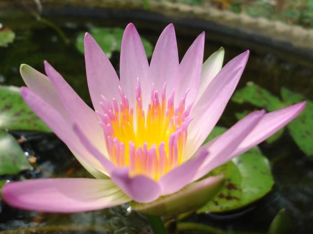istock Close-Up Of Lotus Water Lily 932187210