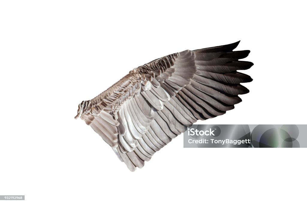 Bird wing Goose bird wing cut out and isolated on a white background Cut Out Stock Photo