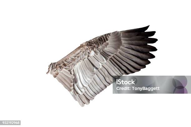 Bird Wing Stock Photo - Download Image Now - Cut Out, Goose - Bird, Angel