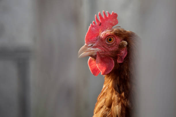 istock rooster and chicken in the yard 932193414