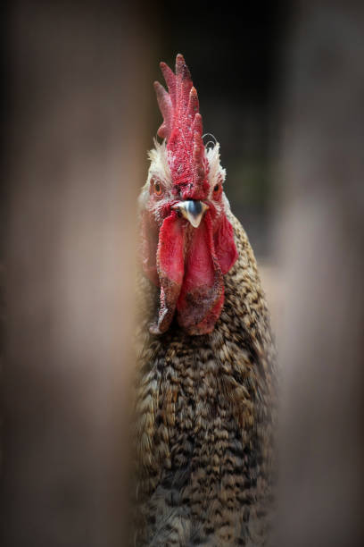 istock rooster and chicken in the yard 932194322