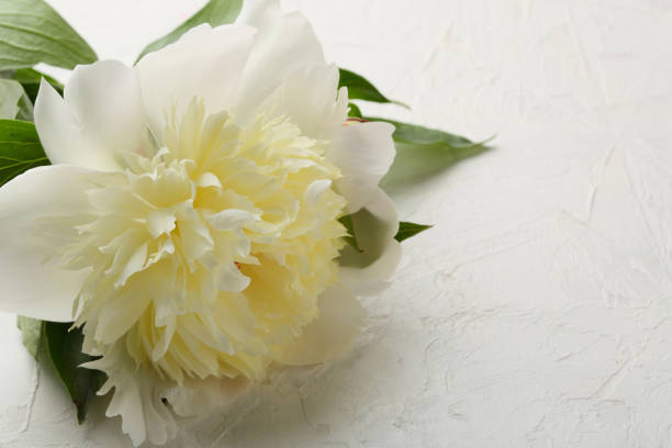 istock White peony on white background, flowers 932195174
