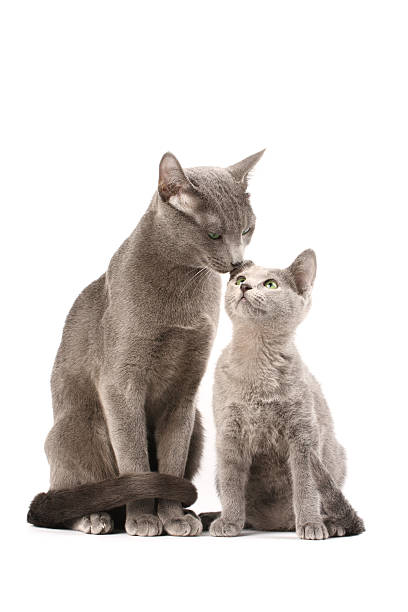 Russian blue cats family stock photo