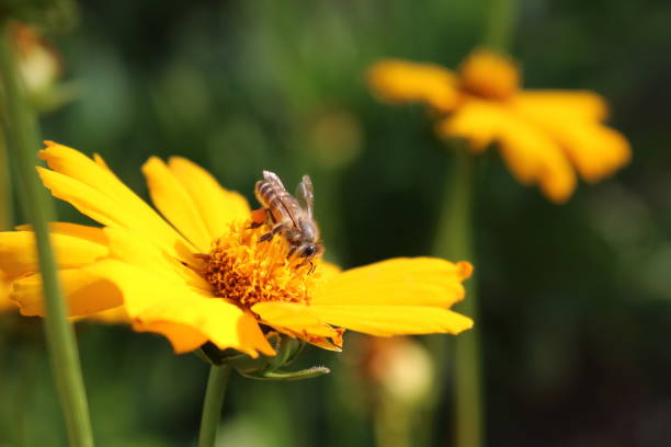 istock Bee on the yellow flower 932195562