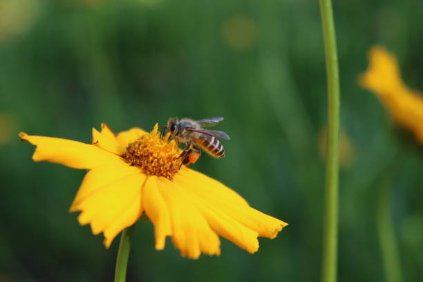istock Bee on the yellow flower 932195572